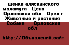 щенки аляскинского маламута › Цена ­ 10 000 - Орловская обл., Орел г. Животные и растения » Собаки   . Орловская обл.